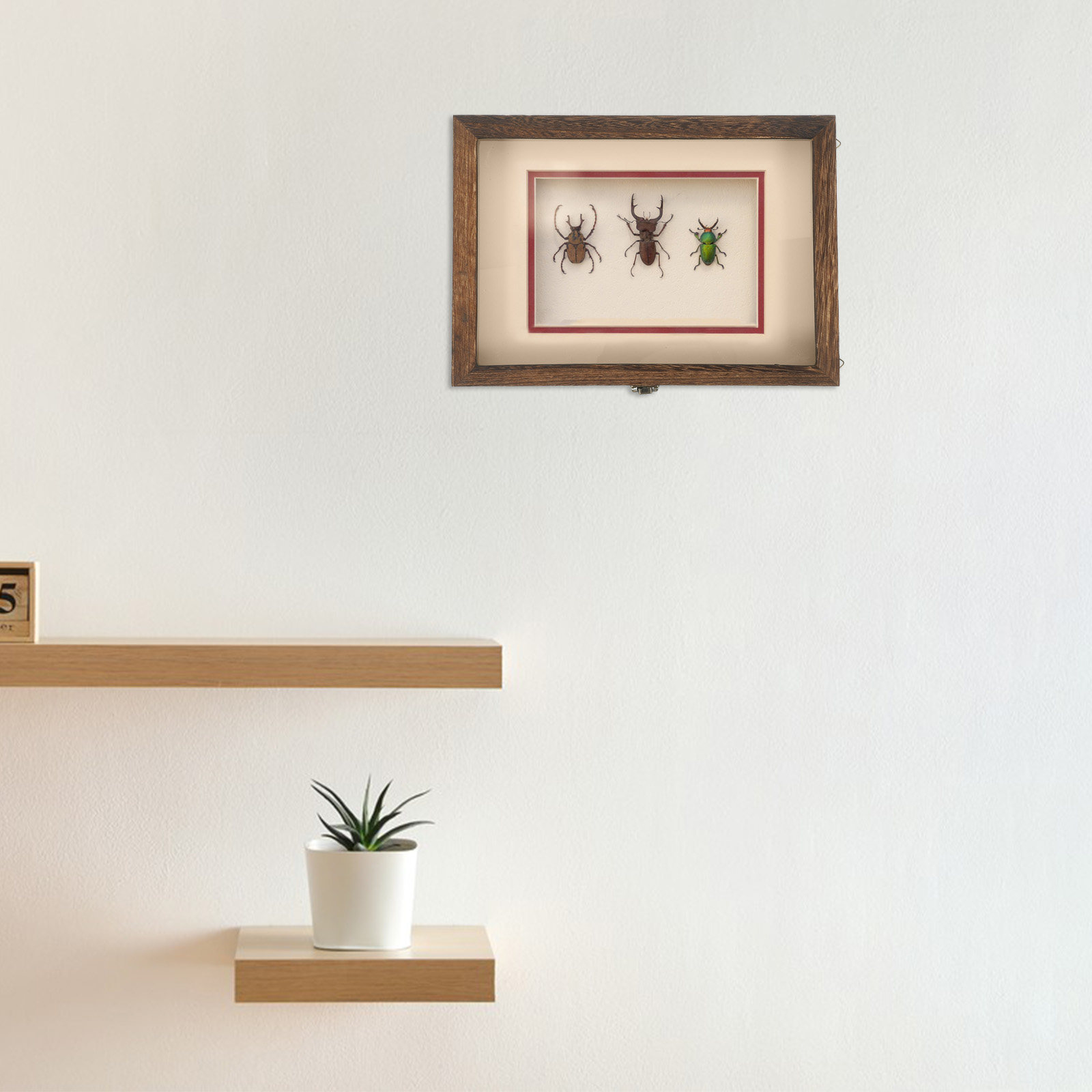 Przezroczysta, akrylowa ramka  – Frame Display Wood recenzja i cena