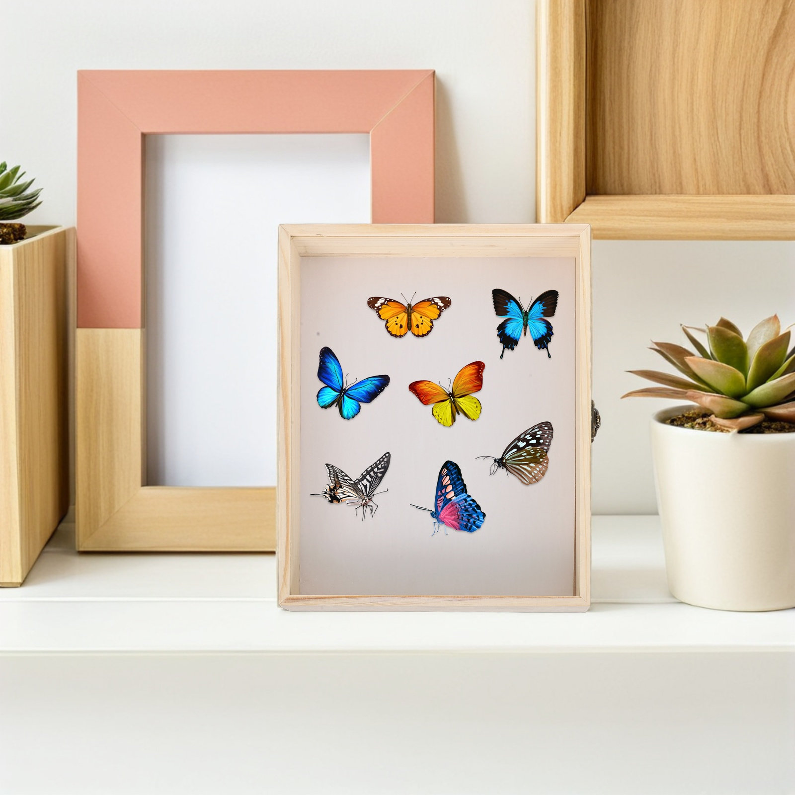 Pudełko ekspozycyjne na owady  – Frame Display Wood recenzja i cena