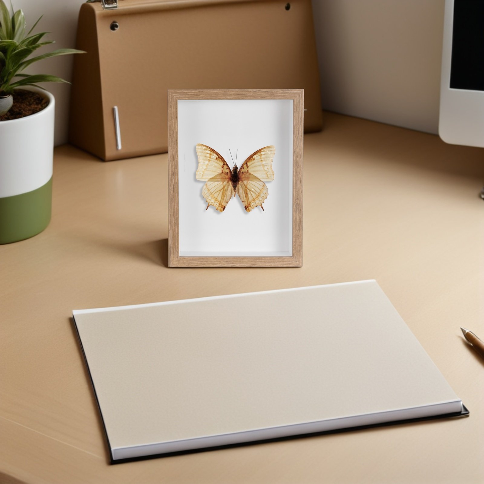 Drewniana gablota na owady z b – Frame Display Wood recenzja i cena
