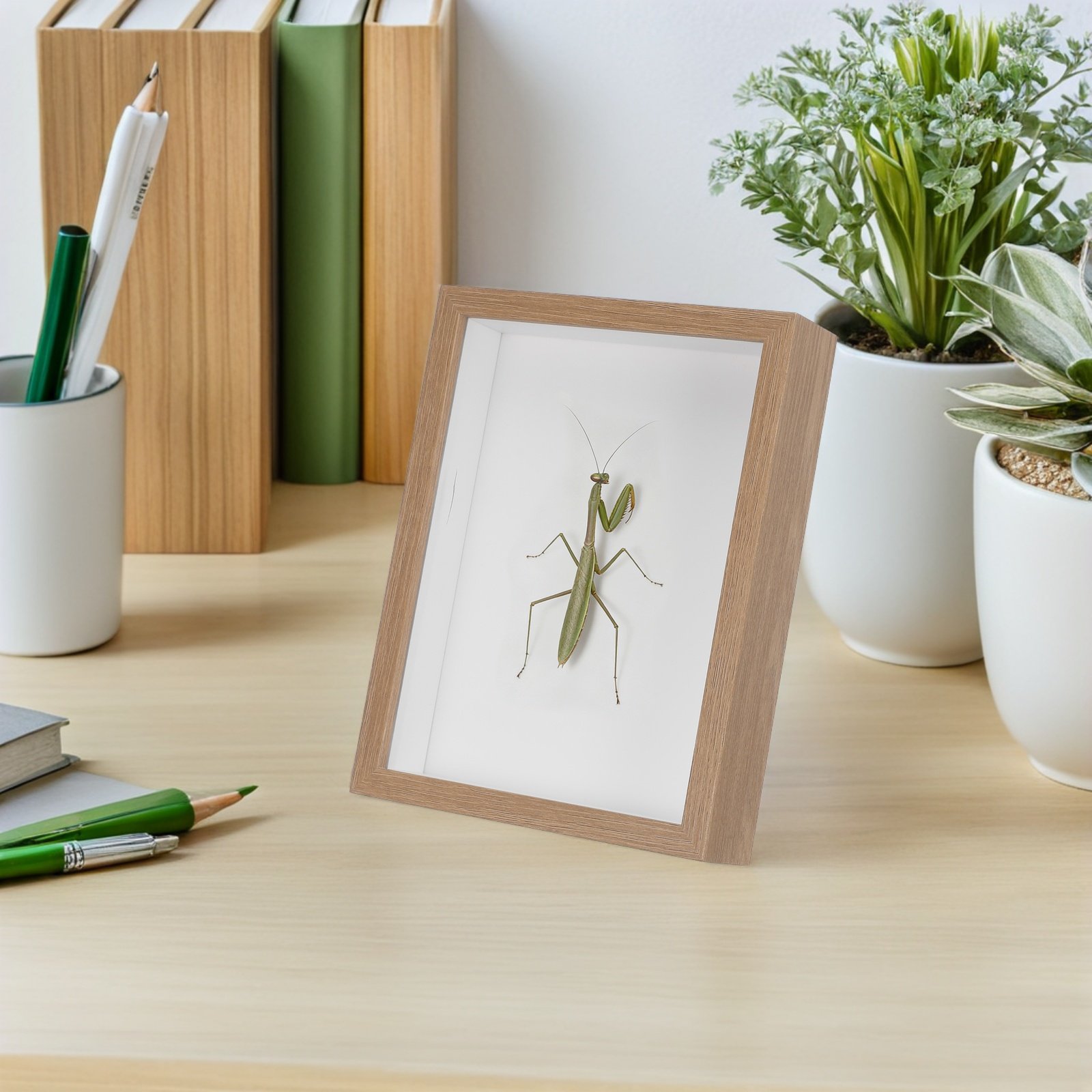 Drewniana gablota na owady z b – Frame Display Wood recenzja i cena